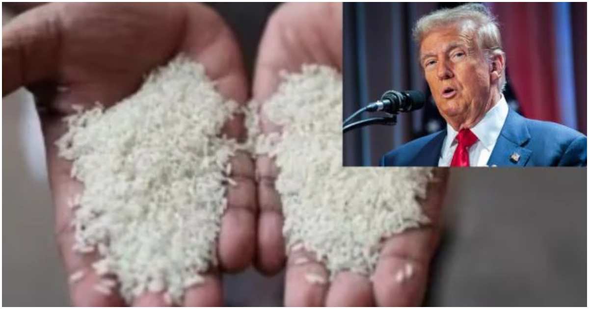 জাপান অ্যামেরিকার চাল কিনবে না বলে অভিযোগ করেছেন ট্রাম্প। ছবি: দি ইন্ডিয়ান এক্সপ্রেস